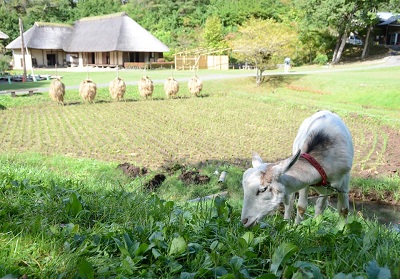 みちのく民俗村のヤギ