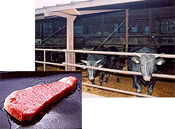 北上牛の牛と肉の写真