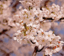 市の木 桜