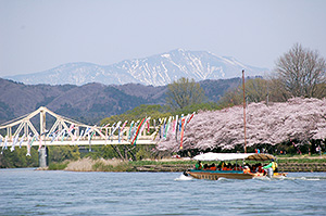 北上展勝地の桜と鯉のぼりが泳ぐ画像