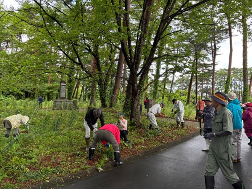 しらゆり植栽