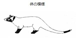 ハクビシン 横