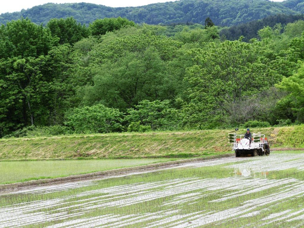 田植えの様子