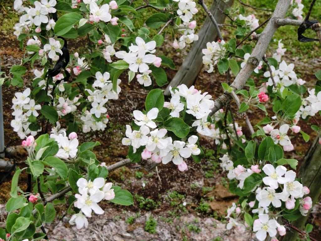 りんごの花の写真