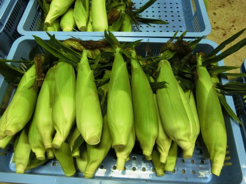 稲瀬とうもろこしの写真
