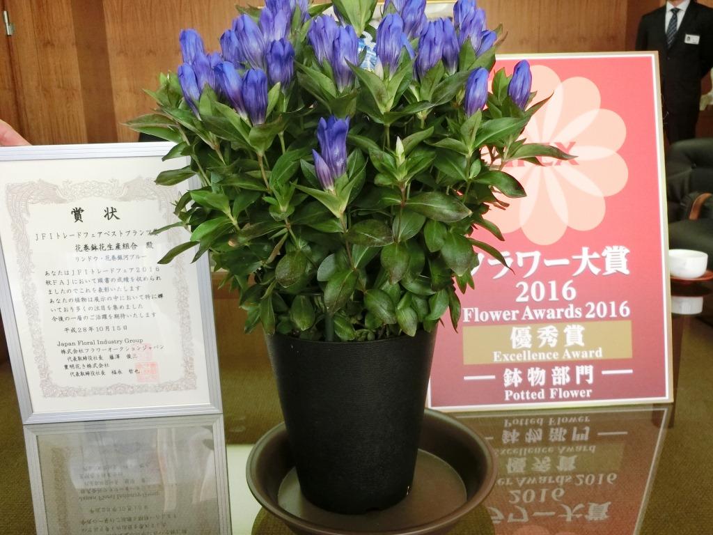りんどうの写真