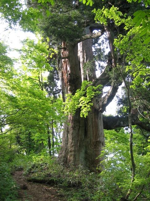 仙人峠の姥杉の写真