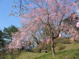 陣ケ丘の桜の写真