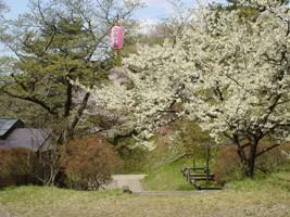 陣ケ丘の桜の写真