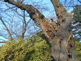 腐朽桜