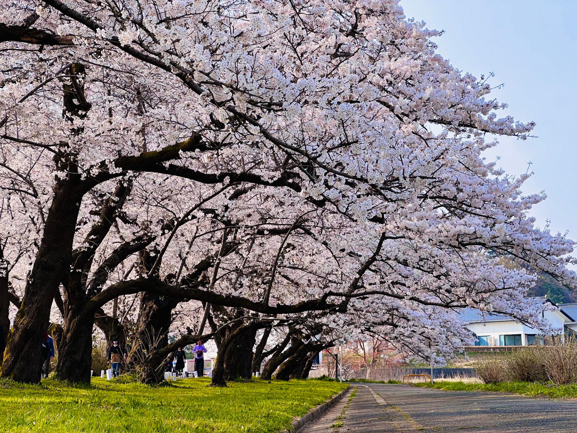 展勝地の桜並木