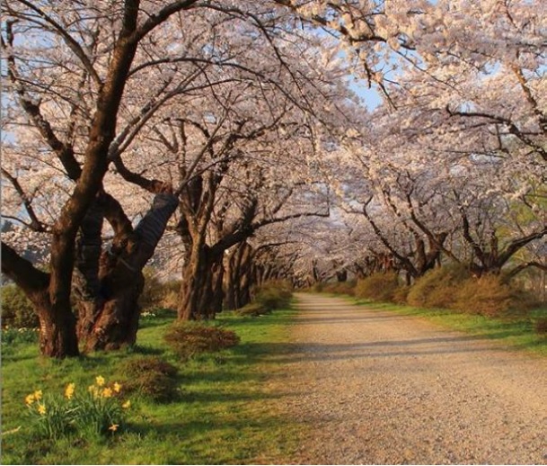 朝の桜並木