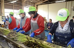アスパラの詰め込み作業