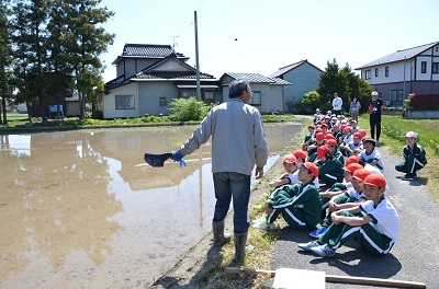 約12アールの田んぼは、手植えだと1~2日、機械植えだと30分程度で苗を植えられます