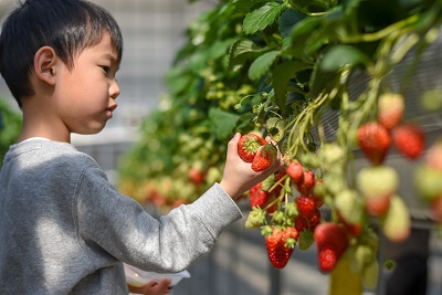 北上いちご園では、今が食べごろの真っ赤なイチゴが実っています