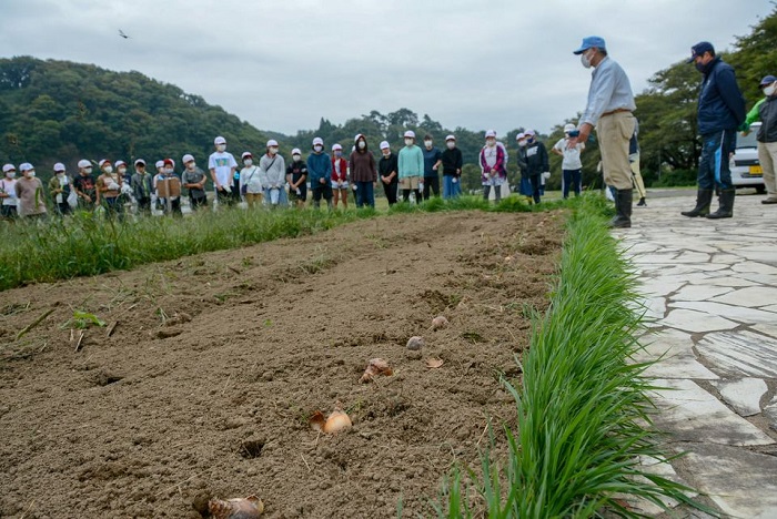 300mにわたる展勝地お花見広場の桜並木沿いにスイセンを植え付けました