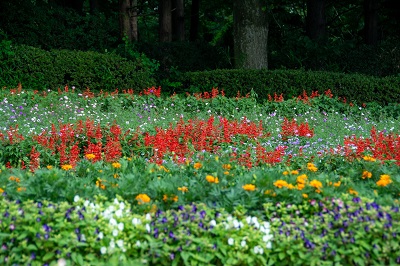 まごころ花壇の花