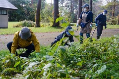 球根50個を植栽