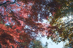 色づいた紅葉