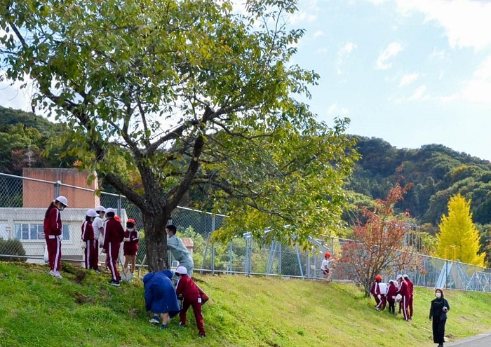 桜の育成管理を行う「桜守」の講習会