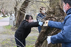 幹に生える若い枝を切り落としました