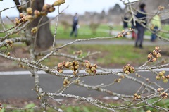 桜のつぼみ