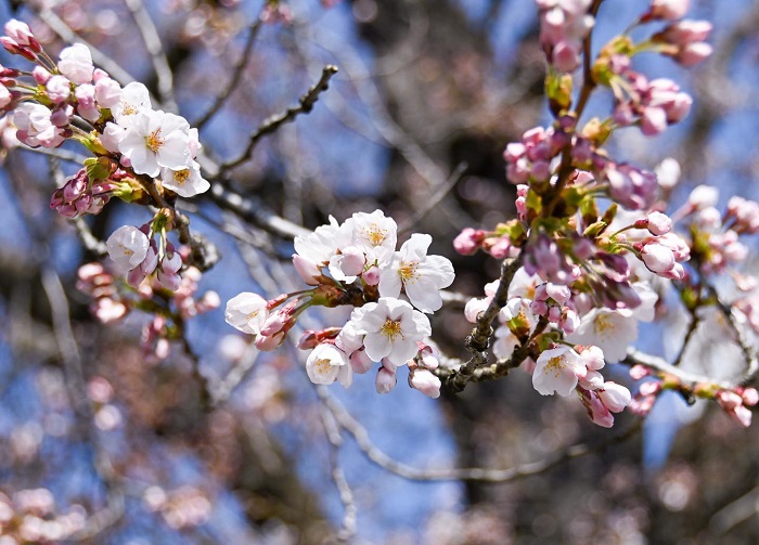 観測史上最速|桜開花宣言