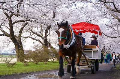 観光馬車の運行が再開