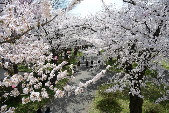 桜並木