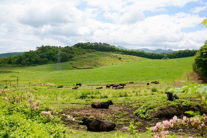 令和5年度北上市水上牧野開牧式