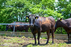 市から受託したJAいわて花巻が市内で飼育されている黒毛和種を管理