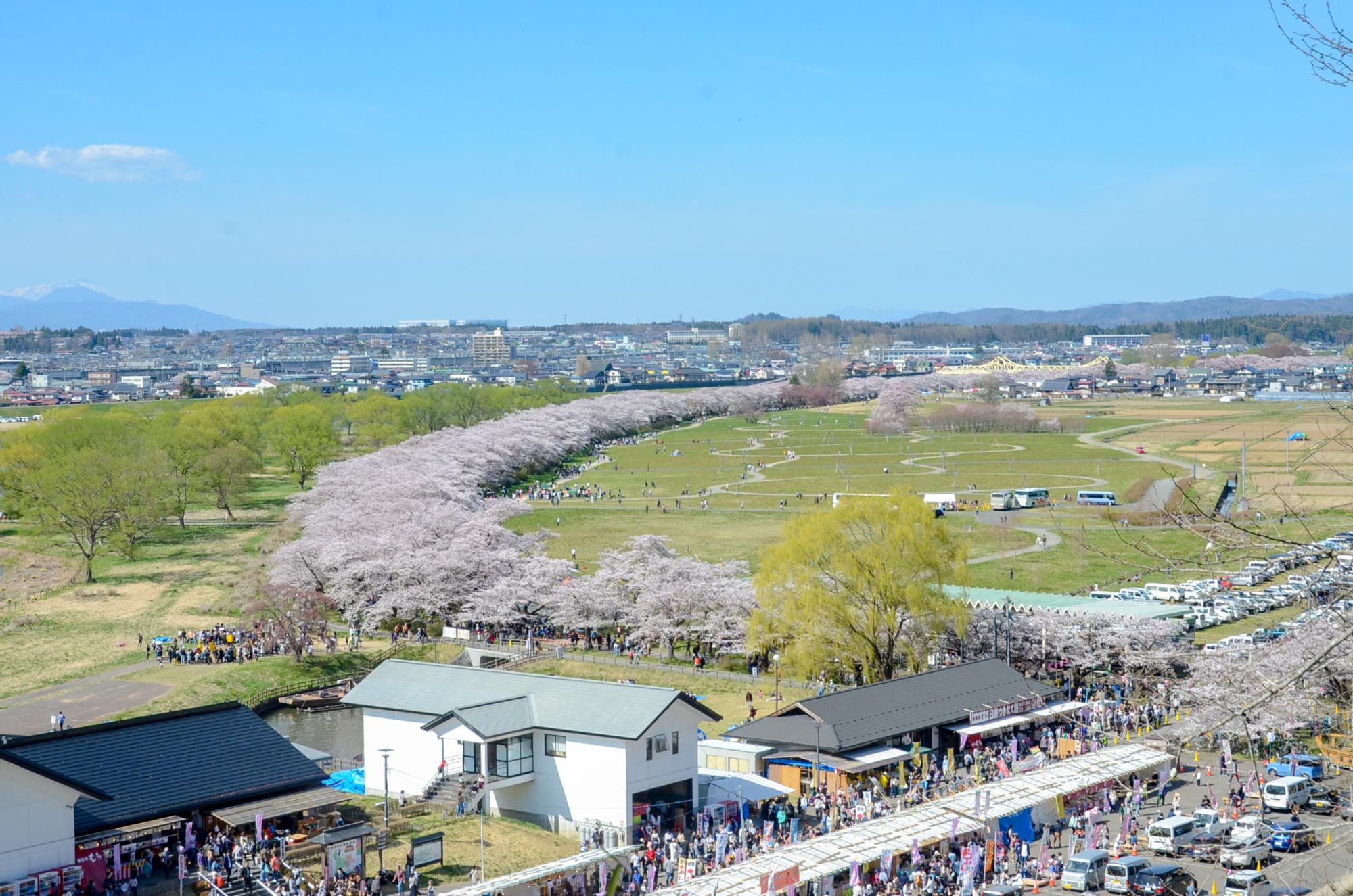 陣ケ丘からの展勝地桜並木の眺め