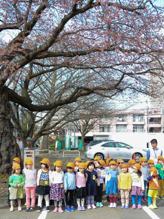 開花基準木と保育園児