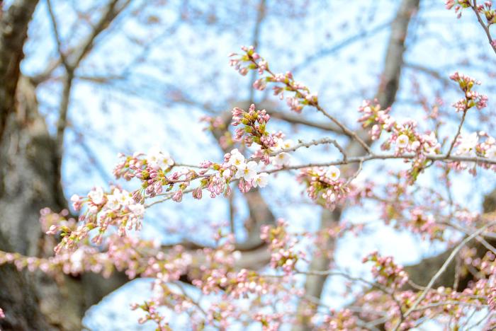 開花した桜