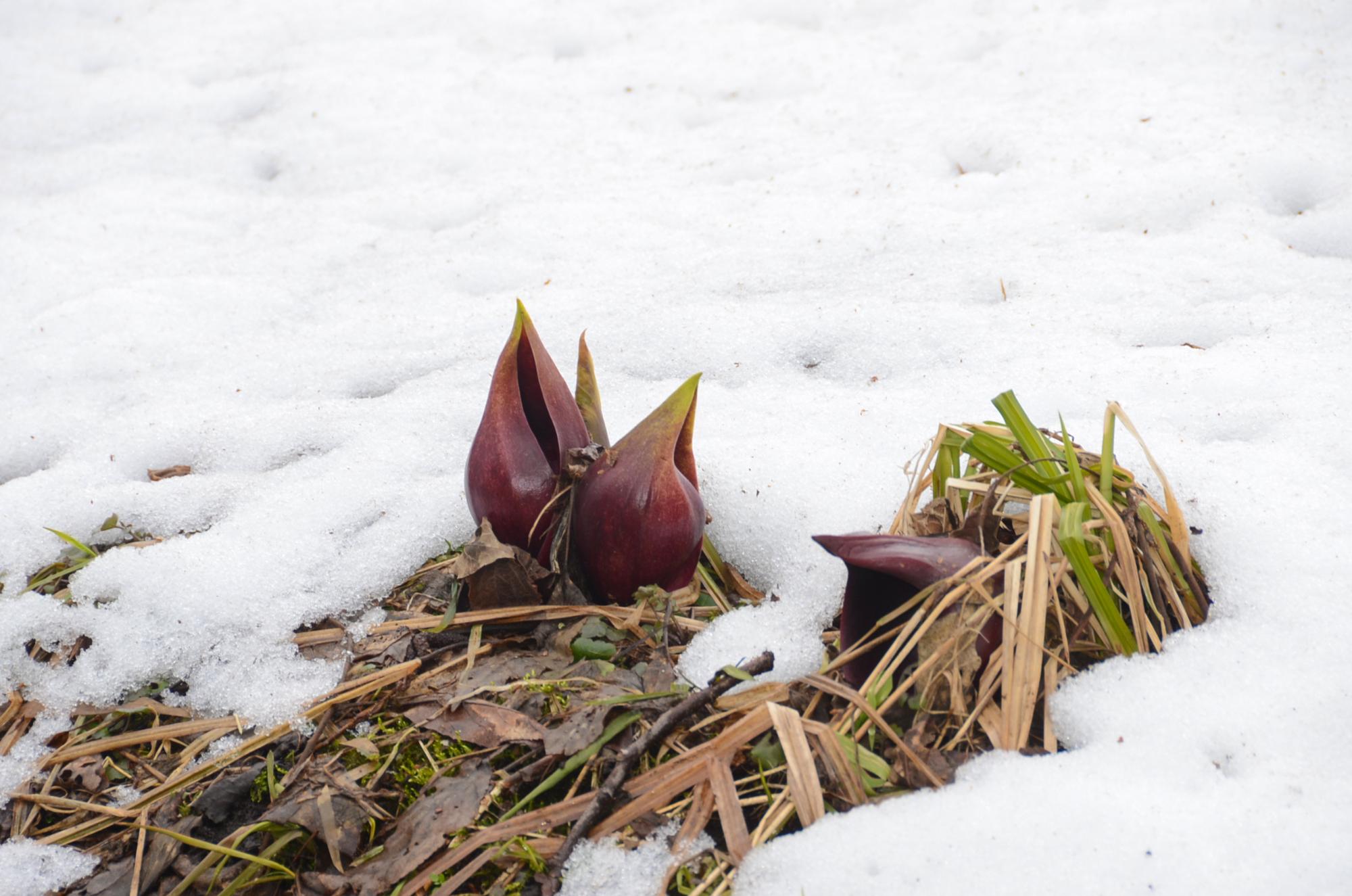 雪から表れたざぜん草