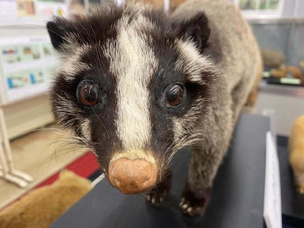ハクビシン