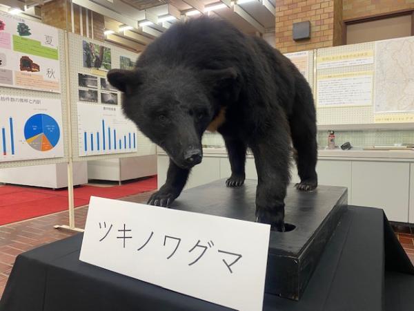 ツキノワグマのはく製