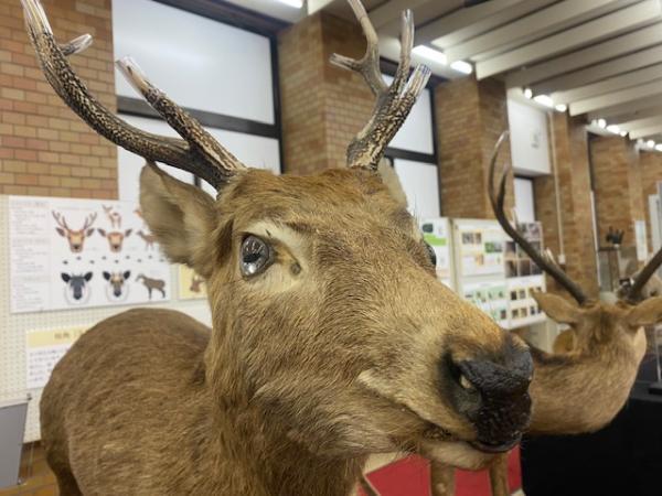 ニホンジカのはく製