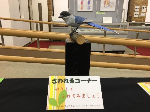 さわれるオナガ