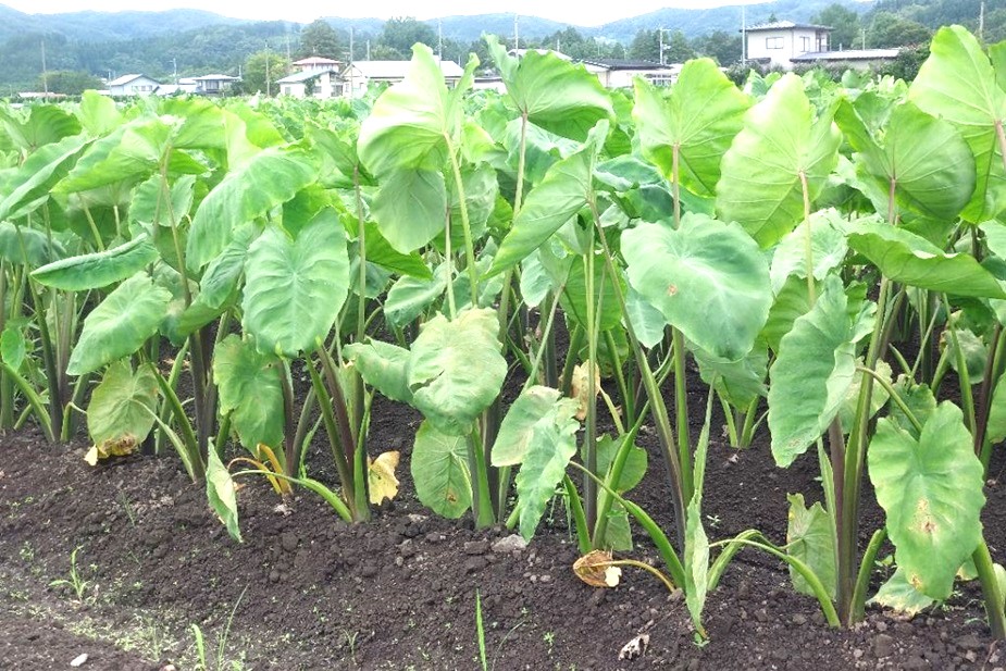 密度が増しました