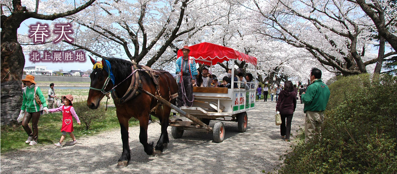 春の北上展勝地の満開の桜の横に大きな鯉のぼりが風に泳ぐ様子