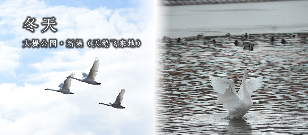 白鳥飛来地で有名な大堤公園・新堤で白鳥が羽を広げて飛来している様子