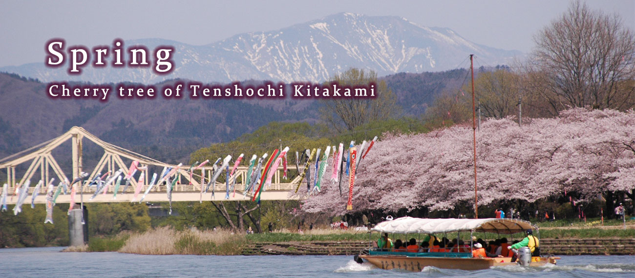 春の北上展勝地の満開の桜の横に大きな鯉のぼりが風に泳ぐ様子