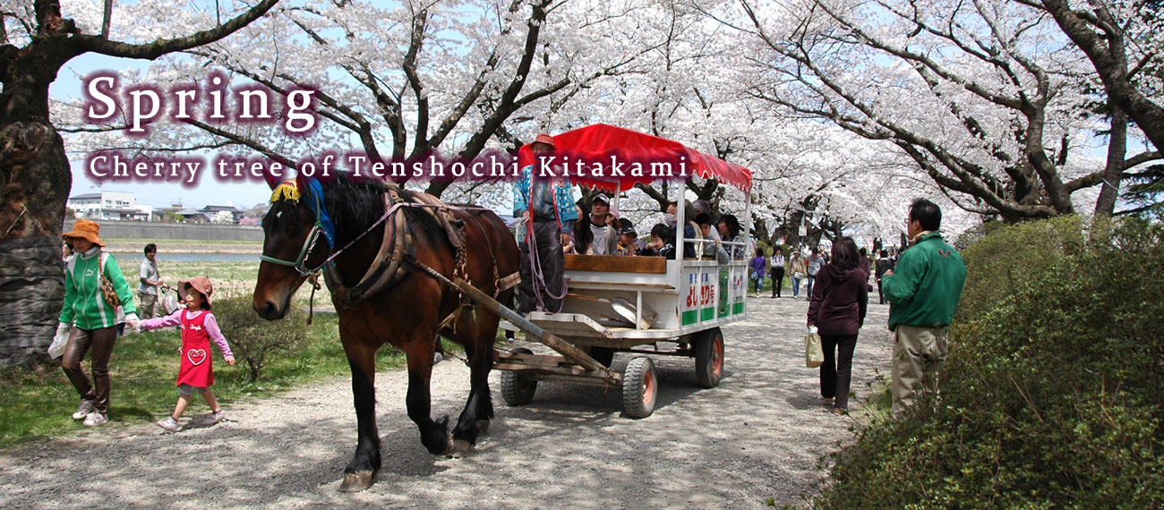 桜が満開の北上展勝地を馬車が通る様子