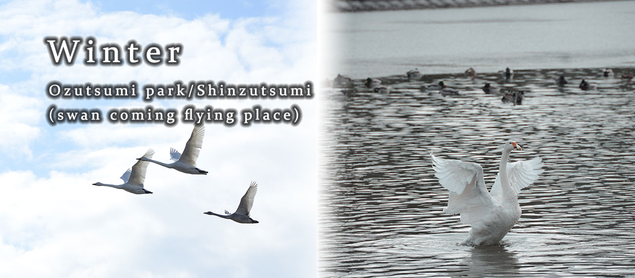 白鳥飛来地で有名な大堤公園・新堤で白鳥が羽を広げて飛来している様子