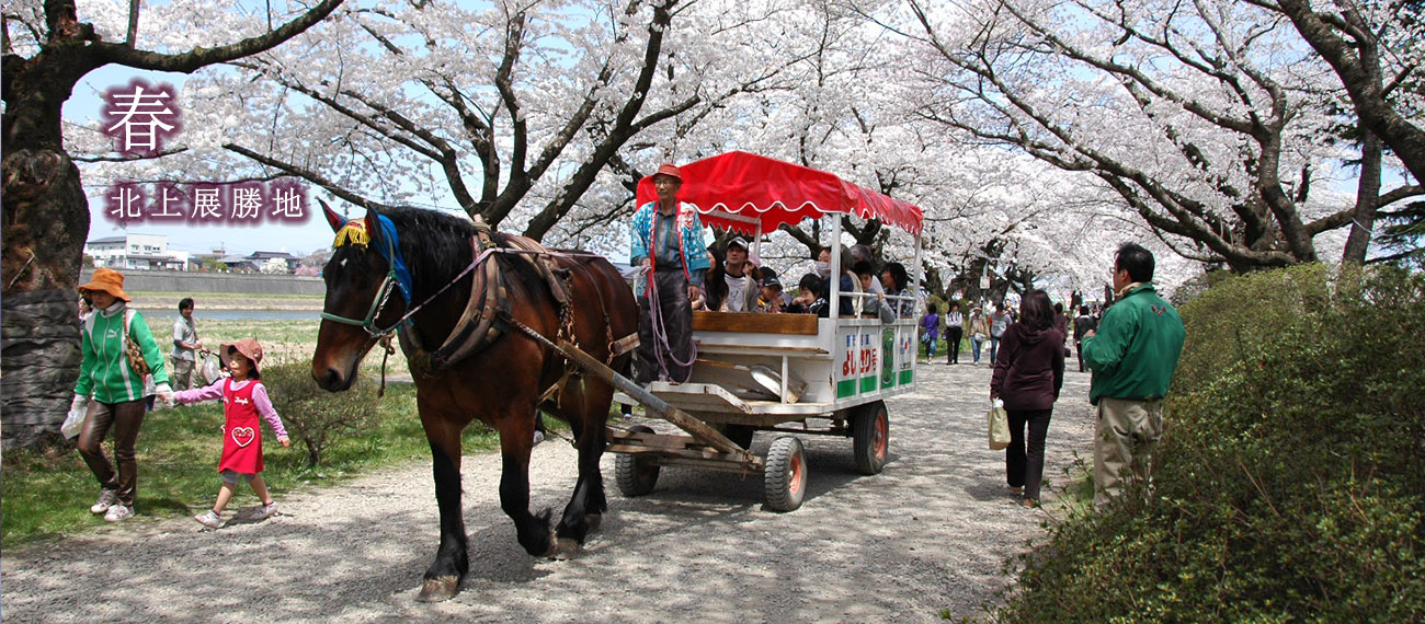 桜が満開の北上展勝地を馬車が通る様子