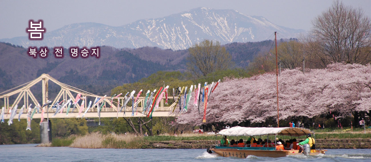 春の北上展勝地の満開の桜の横に大きな鯉のぼりが風に泳ぐ様子