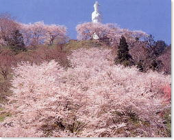 姉妹都市 宮城県柴田郡柴田町の桜の写真