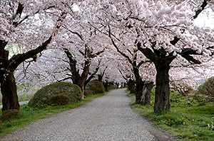 北上展勝地の桜並木の写真