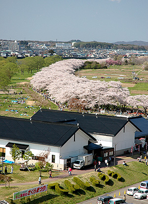 北上展勝地の桜並木